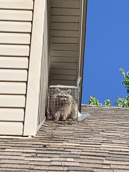 Michigan Wildlife Solutions