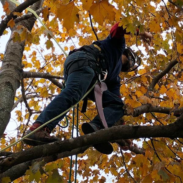 Hoppe Tree Service