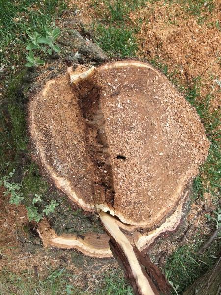 Hoppe Tree Service