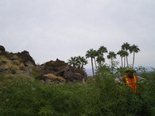 Pro Landscaping Inc.