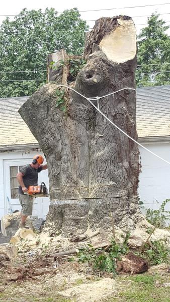 Valley Tree Experts