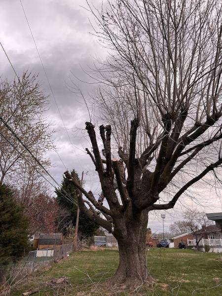 Polo's Tree Service