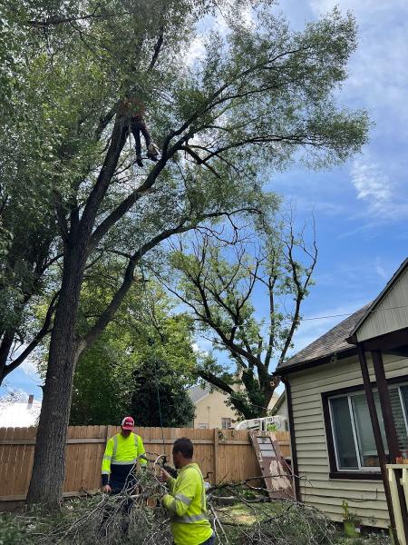 Polo's Tree Service