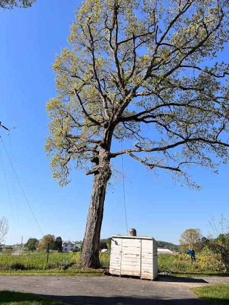 Polo's Tree Service