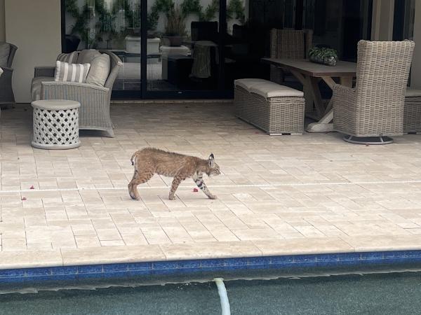 Critter Evictors