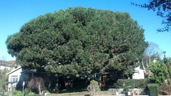 Escobedo Tree Service