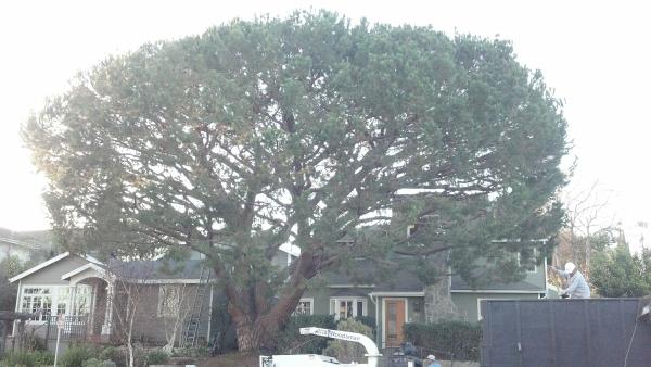 Escobedo Tree Service