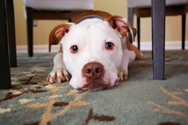Elite Carpet & Tile Cleaning