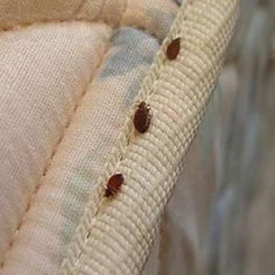 Bed Bug Exterminator Detroit