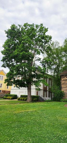 Rowan Tree Care