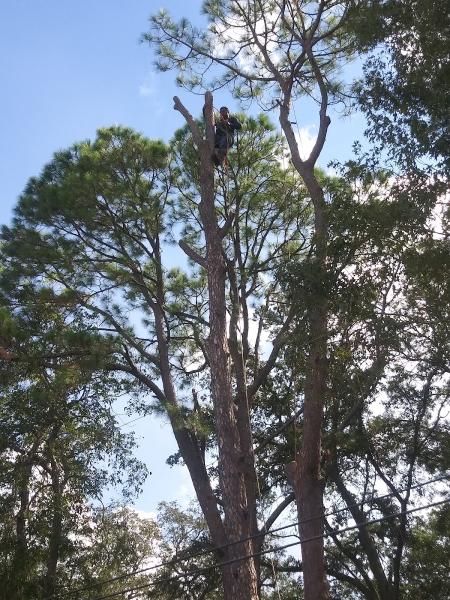 Super Cuts Tree Service