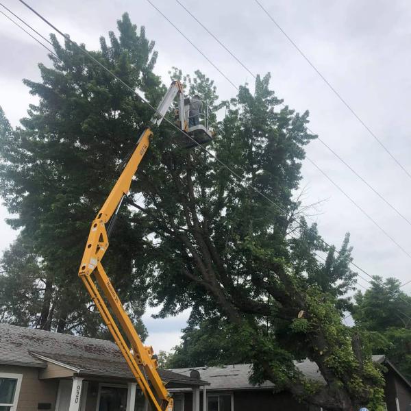 Jackson County Arborist