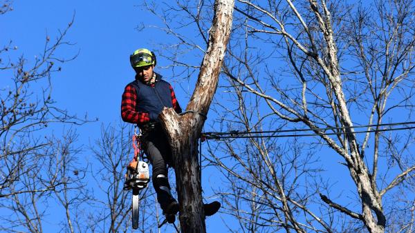 Tree Surgeon Atlanta