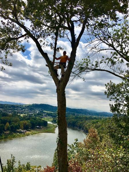Volunteer Tree Service