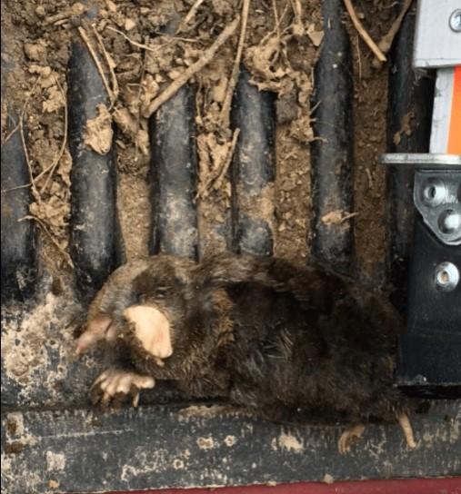 Critter Removal Ohio