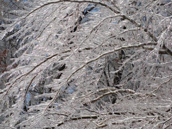 Blue Ox Tree Services Inc