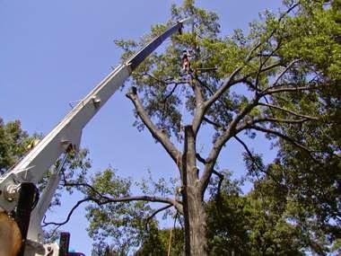 Kennesaw Tree Service Experts