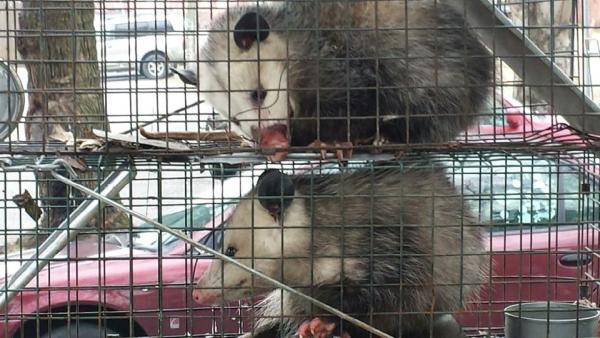 Trapper Jack Wildlife Specialist LLC