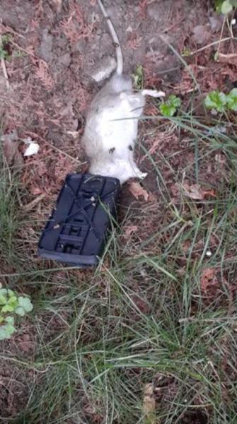 Country Boy Pest Control Llc.