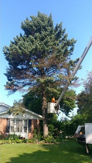 Asap Tree Pros
