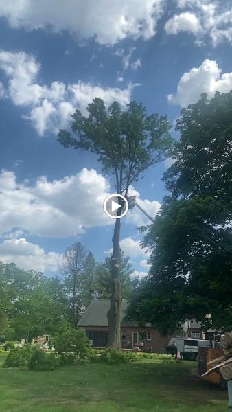 Asap Tree Pros