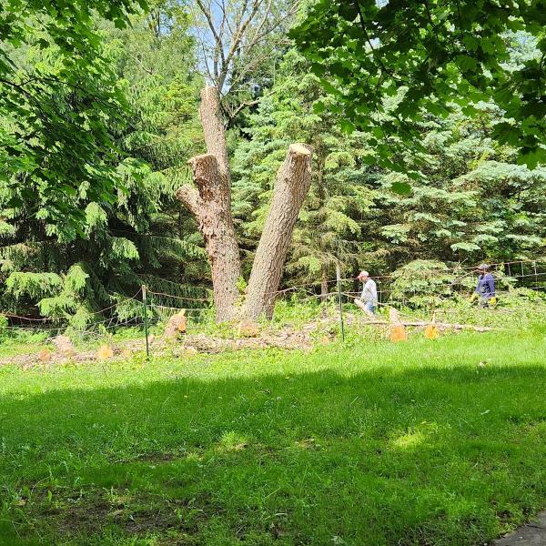 Double E Tree Service