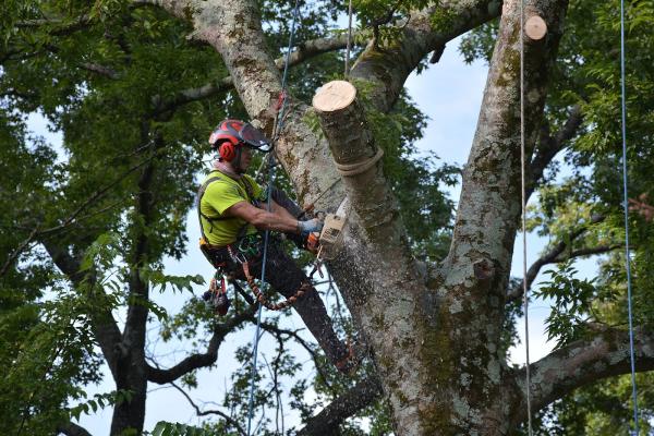 Arbor Saving Tree Care