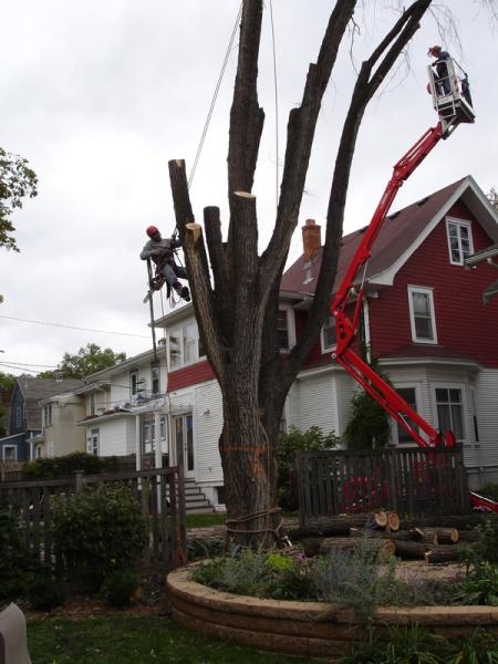 Legacy Treecare