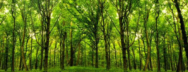 Legacy Treecare
