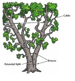 Legacy Treecare