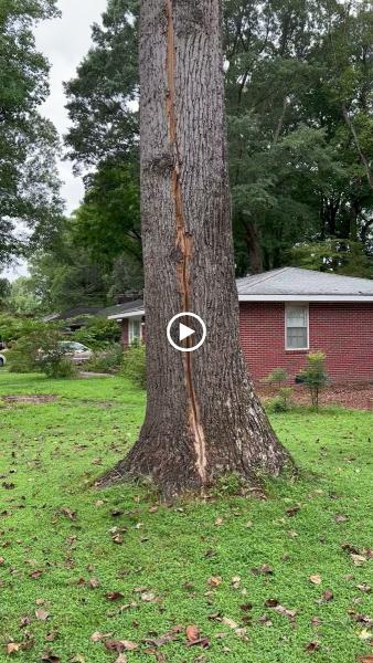 Walt's Tree & Stump Removal