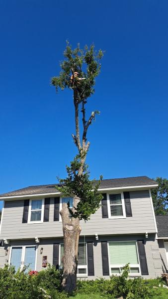 James Tree Service