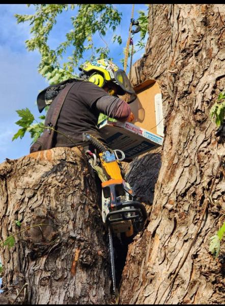 Treeple Tree Service