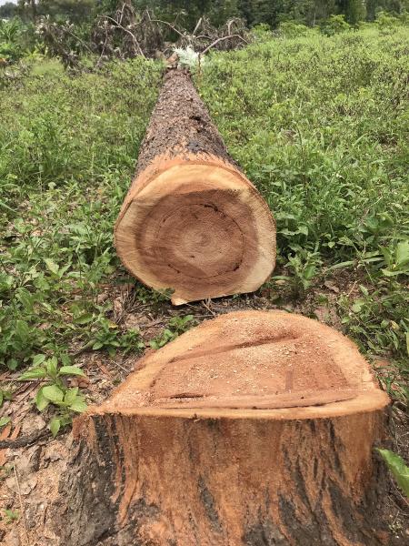 Hodgson Tree Service Inc.