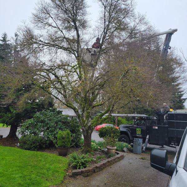 Hodgson Tree Service Inc.