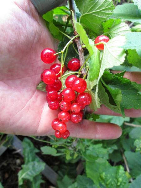 Edible Acres