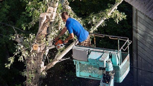 Grove Tree Service & Landscaping
