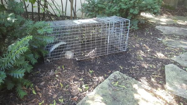Prime Time Wildlife Removal