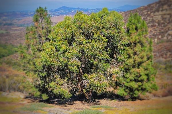 San Diego Holistic Tree Care