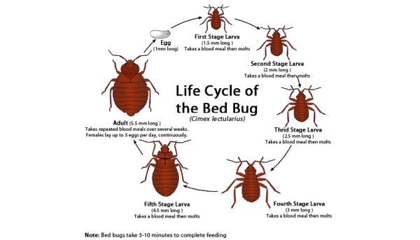 Bed Bug Exterminator Bronx