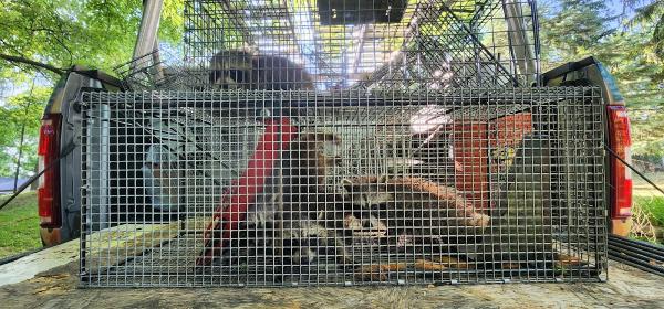 Empire Wildlife Trapping
