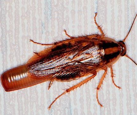 Assurance Pest & Termite