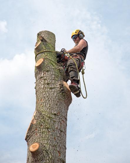 Tree Services