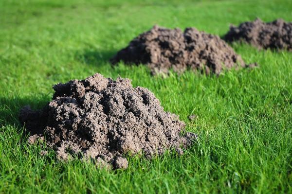 Burrow Hi- Tech Gopher Control