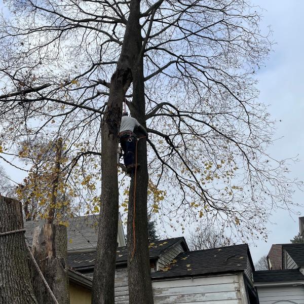 BX Tree Service