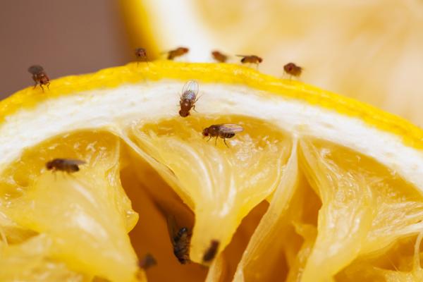 Cape Cod Pest Pros