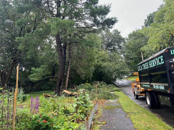 Luca Tree Service
