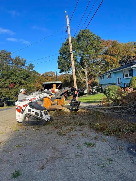 Luca Tree Service