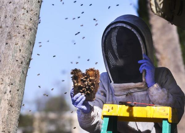 Beekeepers Removal