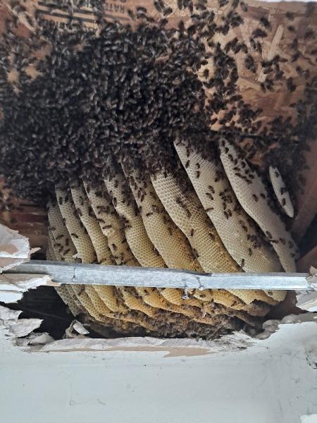 Beekeepers Removal